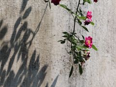 -艺圃