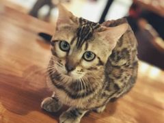 -猫小院猫主题餐厅(三里屯店)