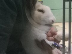 -雨林宠物医院 非犬猫异宠专科