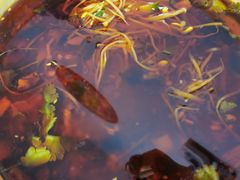 -老道里东北春饼店(红棉路店)