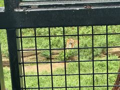 -大连森林动物园