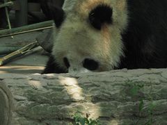 -都江堰中华大熊猫苑