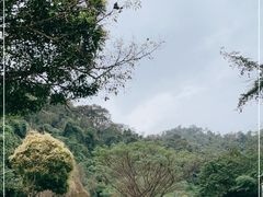 -野象谷景区