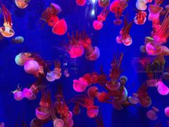 -成都浩海立方海洋公园