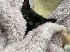 -美联众合动物医院(·中兽医·疑难杂症·严家桥分院)