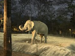 -清迈夜间动物园