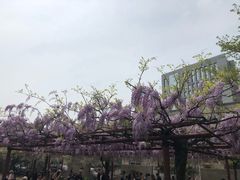 -嘉定紫藤园