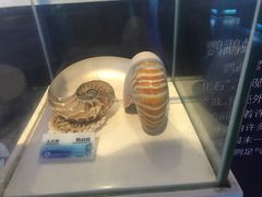 -贝壳梦幻世界