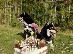 -前小桔亲子创意农场·草莓采摘·露营烧烤