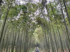 -大奇山国家森林公园