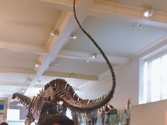 -美国自然历史博物馆