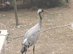 -青藏高原野生动物园