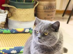 -Rabbit Cafe私房西餐甜点咖啡(栖霞路店)