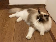 -有猫主题·治愈系猫咖(曾厝垵店)