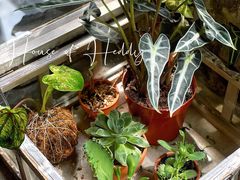 -PlantsEatery·植物食堂(REX春熙店)