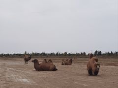-亿利库布其七星湖沙漠生态旅游区
