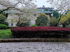 -武汉大学-樱园
