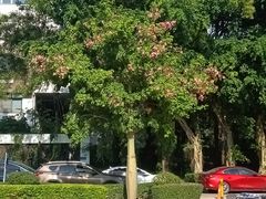 -大屏嶂森林公园
