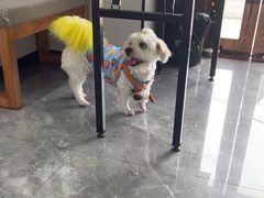 -东莞宠友24H宠物中心医院·转诊夜诊·异宠(新河北路院)