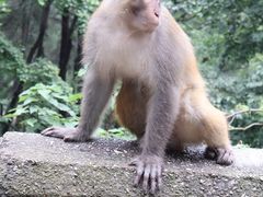 -黔灵山公园
