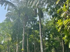 -中国科学院西双版纳热带植物园