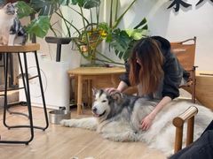 -李小姐の猫咖啡馆(五角场店)