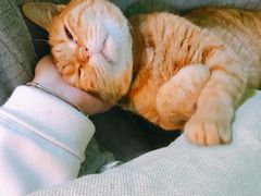 -李小姐の猫咖啡馆(五角场店)