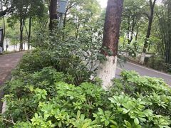 -广东花都湖国家湿地公园