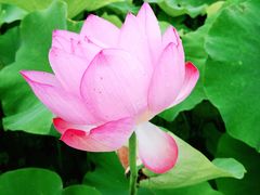 -陈家山荷花公园