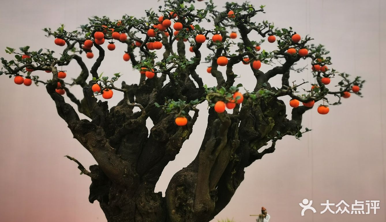 盆景艺术，匠心独具