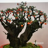 盆景艺术，匠心独具