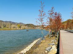 -千年银杏谷文化旅游区