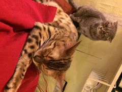 猫色咖啡-猫色咖啡·猫咖