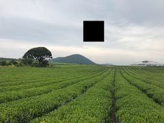 -雪绿茶博物馆
