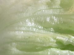 -杨翔豆皮涮牛肚(华阳城店)