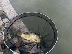 -酷鱼垂钓CLUB(朝阳区博大路店 )