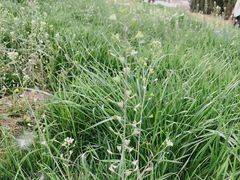 -汉长安城未央宫国家考古遗址公园