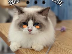 -有喵·猫咖·狗咖·30几只猫10只小狗(岗厦店)