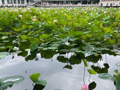 -荔湾湖公园