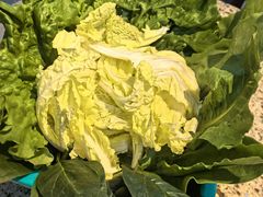 -清真·金鑫隆牛羊肉(环山路店)