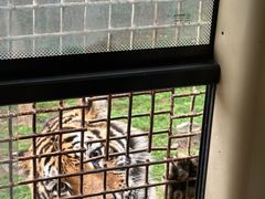 -贵州森林野生动物园