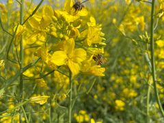 -光明小镇欢乐田园