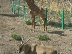 -新疆天山野生动物园