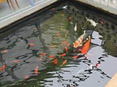 -北京群众马术培训基地