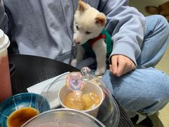 -逗柴咖啡屋·狗咖猫咖宠物桌游