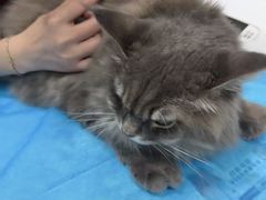 -伟伟宠物医院·CT影像中心·瑞派犬猫综合性门诊(汉口总院)