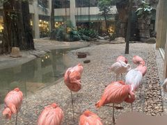 -白虎自助餐厅·真老虎·景观自助餐厅(广州长隆酒店)