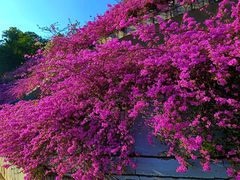 -深圳仙湖植物园