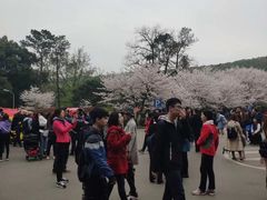 -武汉大学-樱园