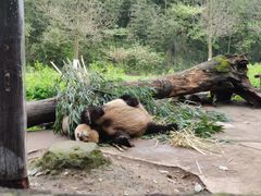 -都江堰中华大熊猫苑